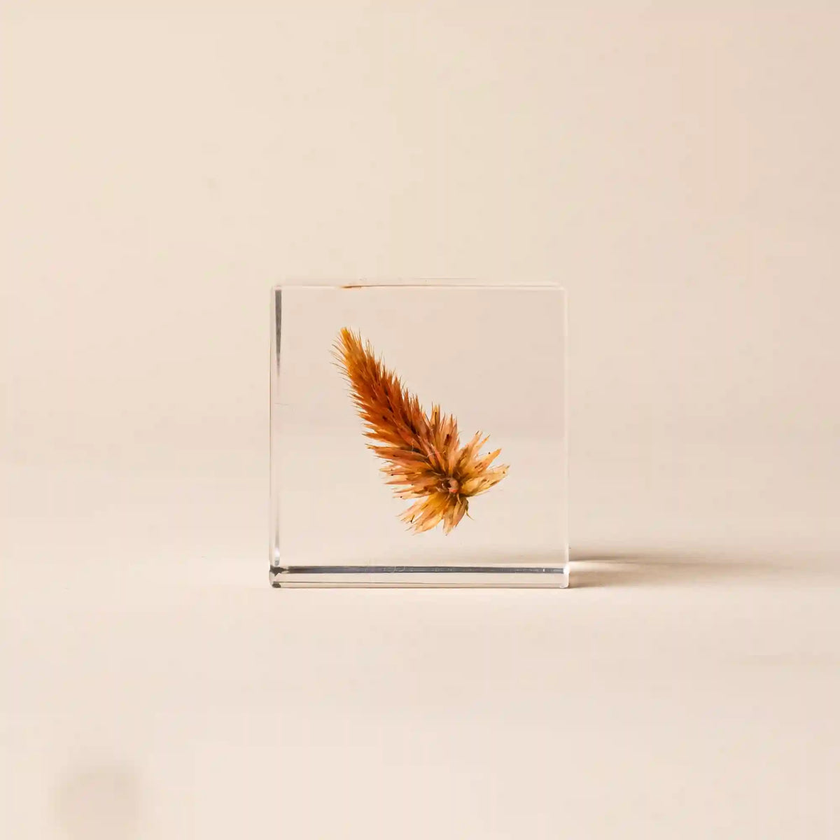 Sola Cube